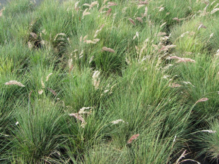 Melinus neriglume Pink Champagne Ruby Grass