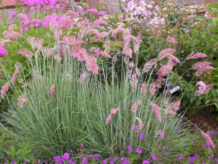 Pink Champagne  Ruby Grass