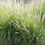 Pennisetum Fairy Tails