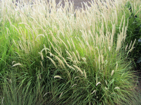 Pennisetum Fairy Tails