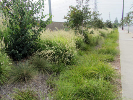 Pennisetum Fairy Tales