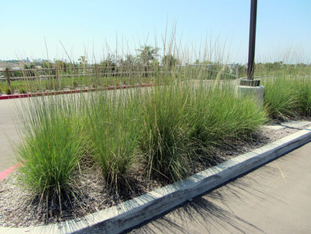 Muhlenbergia lindheimeri