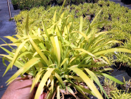 Flash Lights or Golden Wood Millet - Image 2