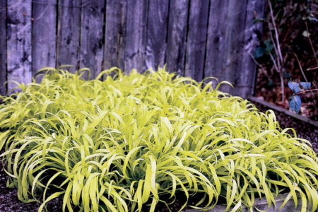 Flash Lights or Golden Wood Millet