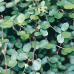Creeping Wirevine