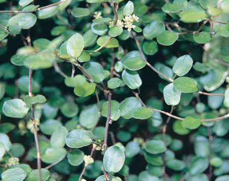 Creeping Wirevine
