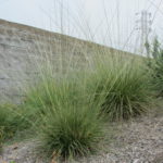 Deer Grass