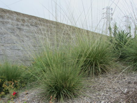 Deer Grass