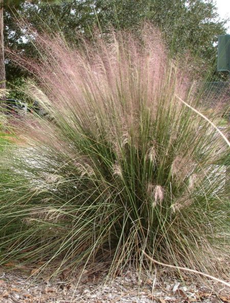 Purple Muhly Grass