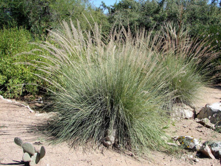 Autumn Glow or Lindheimeri Muhly Grass - Image 2