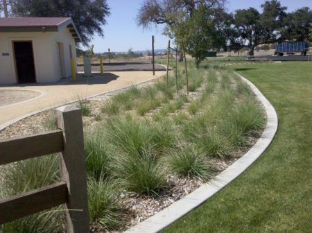 Muhlenbergia rigens (2)