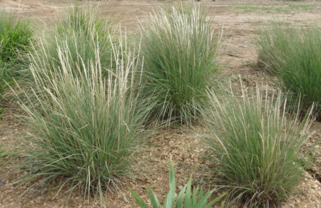 Deer Grass - Image 2