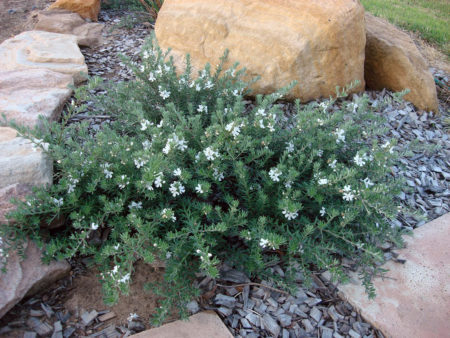 Westringia Mundi