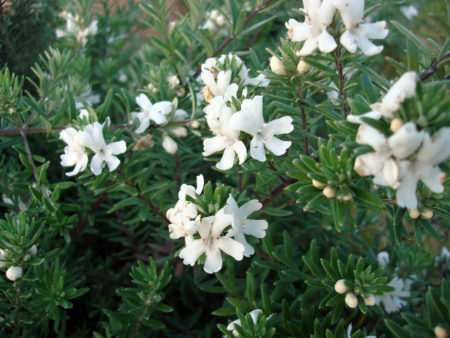 Westringia Mundi close up