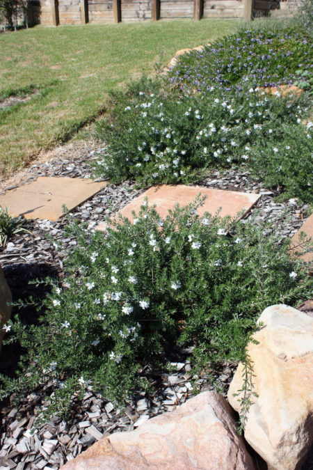 Westringia Mundi