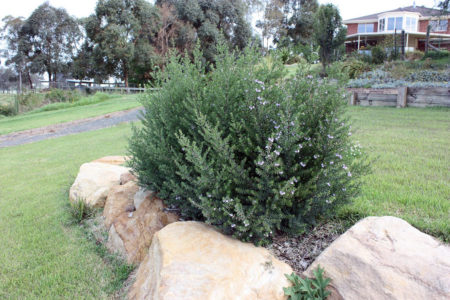 Westringia Naringa