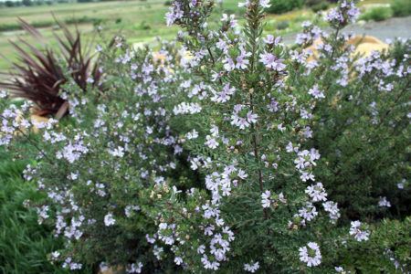 Westringia Naringa