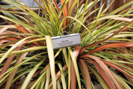 Cordyline Cha Cha