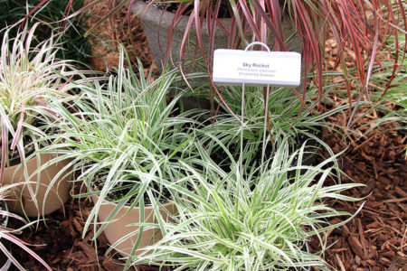 Pennisetum advena Sky Rocket 2