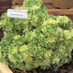 Aeonium Mini Tricolor 2