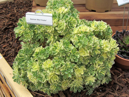 Aeonium Mini Tricolor 2