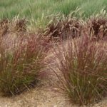 Vetiveria Grass