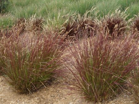 Vetiveria Grass