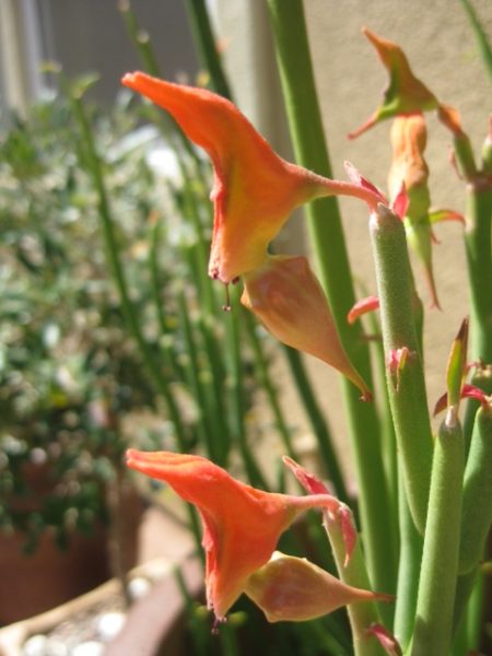 Lady Slipper Plant - Image 2