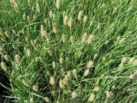Red Bunny Tails - Image 2