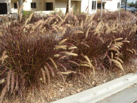 Rubrum Purple Fountain Grass - Image 5
