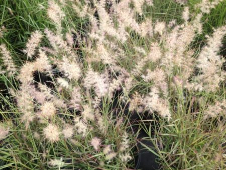 Oriental Fountain Grass - Image 3