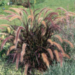 Rubrum Purple Fountain Grass