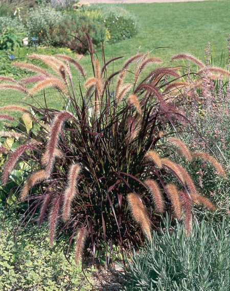 Rubrum Purple Fountain Grass