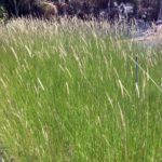 Slender Veldt Grass or Rye Puffs