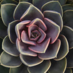 Perle Von Nurnberg