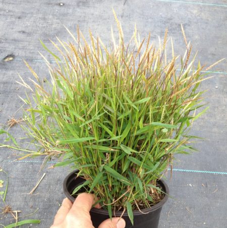 Baby Bamboo - Image 3
