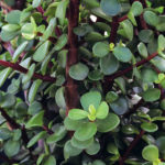 Red Stem Plant
