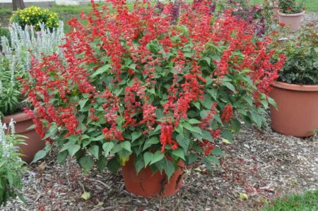 Saucey Red - Image 2