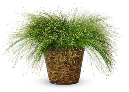 Fiber Optic Grass - Image 2
