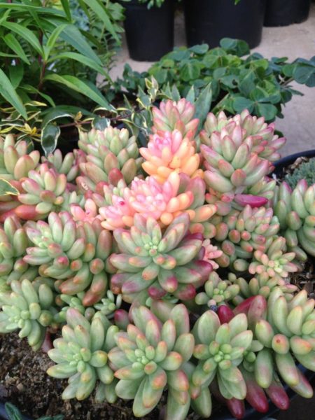 Sedum Aurora