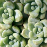Sedum Clavatum