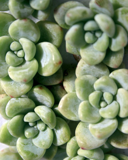 Sedum Clavatum