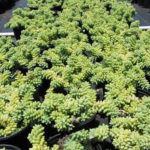 Donkey's Tail