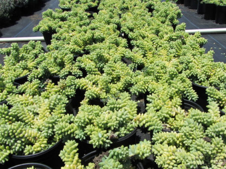 Donkey's Tail