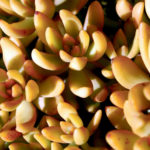 Copper Tone