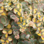 Sedum sieboldii variegatum