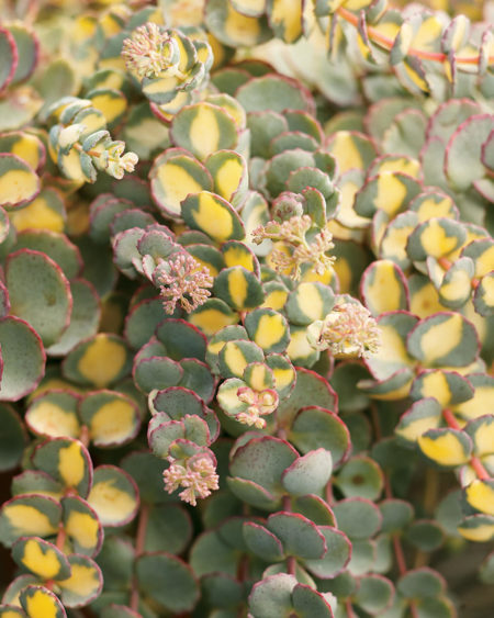 Sedum sieboldii variegatum