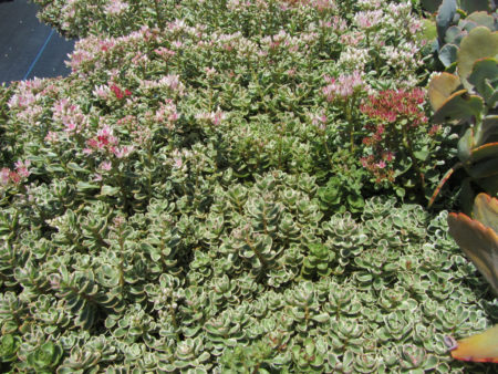 Variegated Stonecrop - Image 2