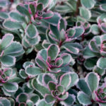Variegated Stonecrop