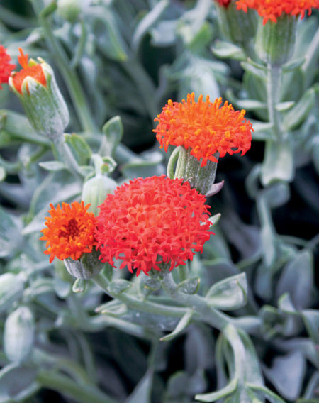 Senecio Blazing Glory
